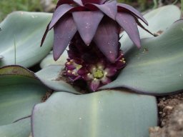 Eucomis